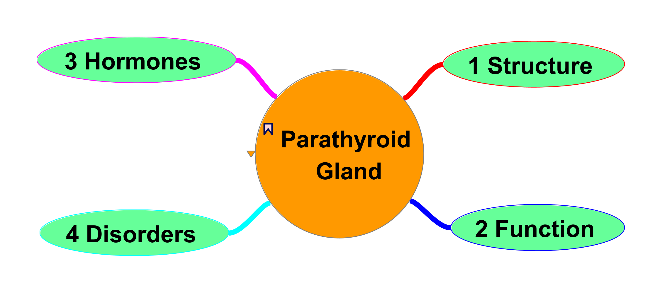 Parathyroid_Gland