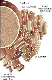 cell_endomembrane