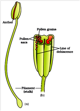 plantrepd_2